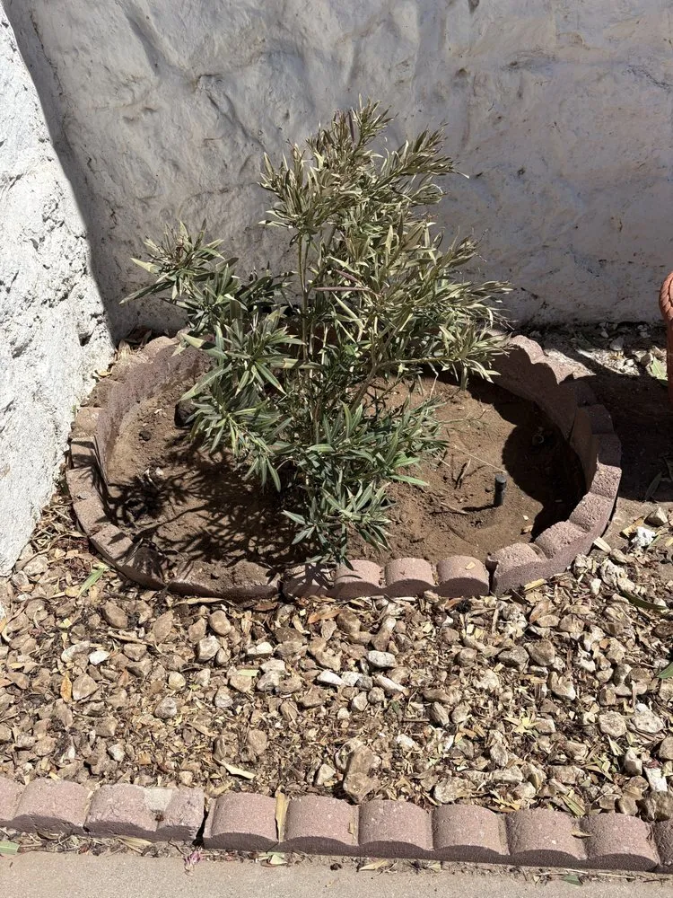 Top-rated landscape installation experts serving Horizon City, TX - Cuevas Landscaping