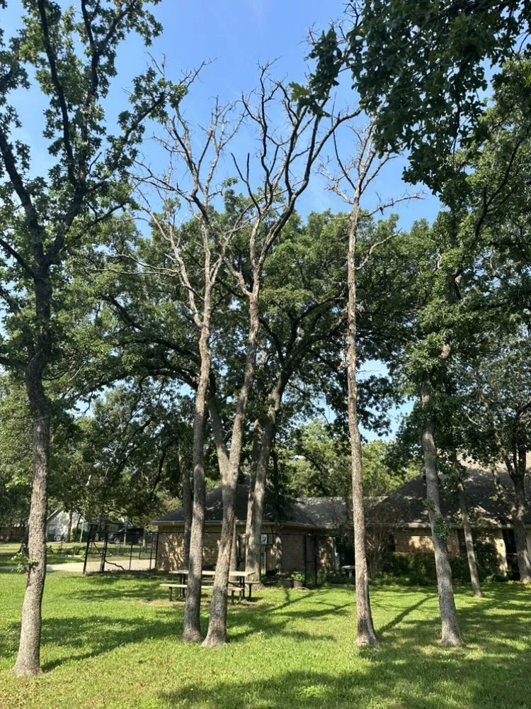 Affordable garden landscaping in North Richland Hills, TX by Cuevas Landscaping