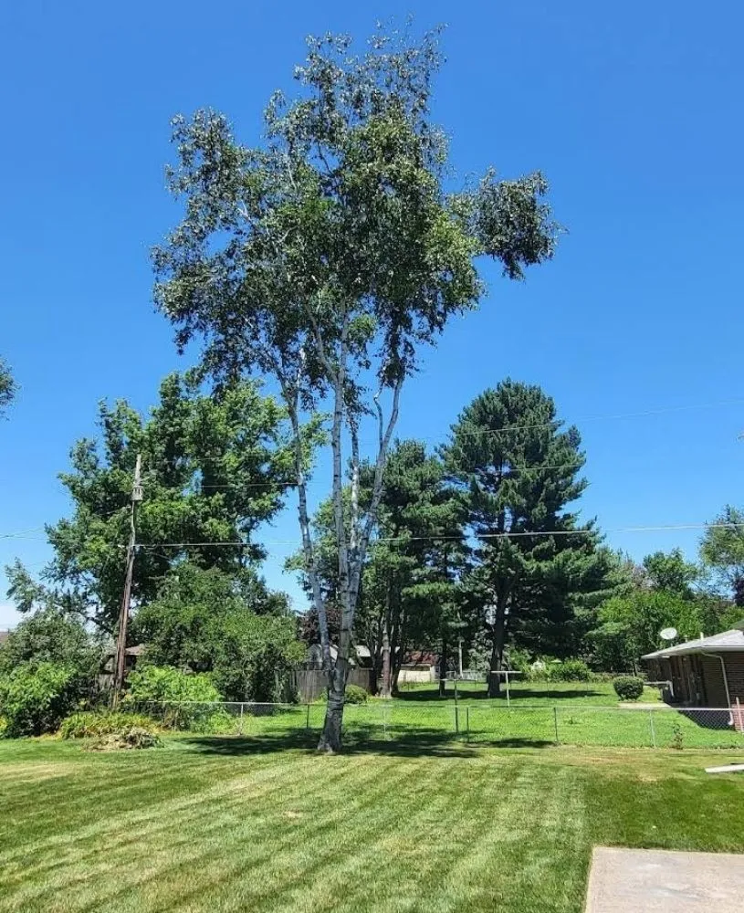 Trusted yard maintenance for year-round maintenance in Three Rivers, MI by Culbertson Custom Yard