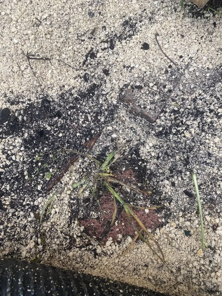 Custom garden landscaping near you across Odessa, FL - Cultiv8 Landscape Services