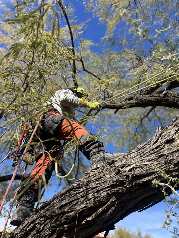 Expert yard cleanup service for year-round maintenance in Tucson, AZ by Cultiva