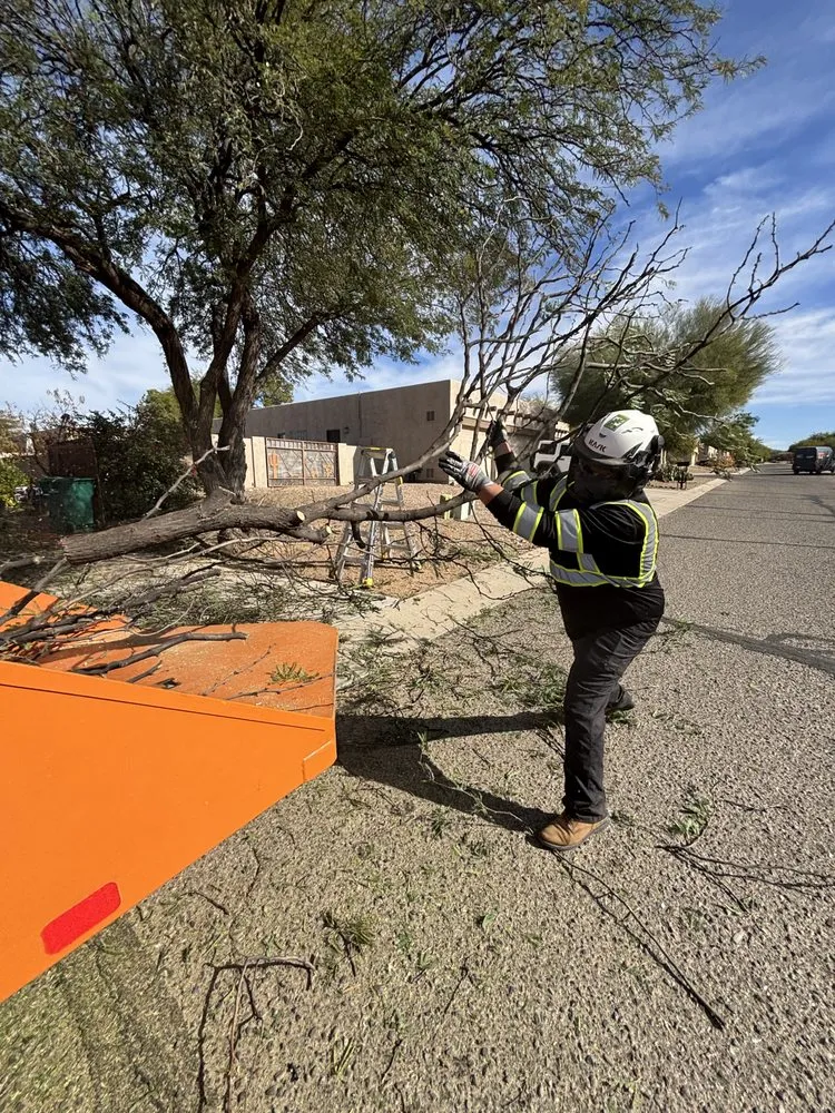 Professional landscape installation for residential properties in Tucson, AZ by Cultiva