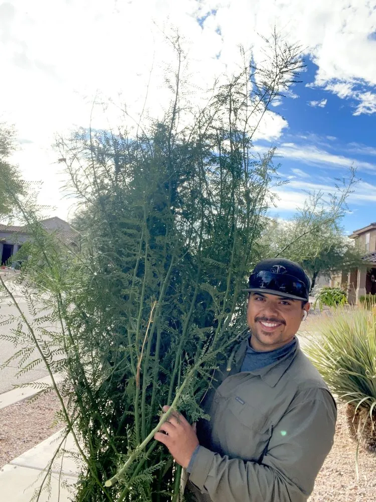 Top-rated landscaping services for beautiful yards across Tucson, AZ - Cultiva