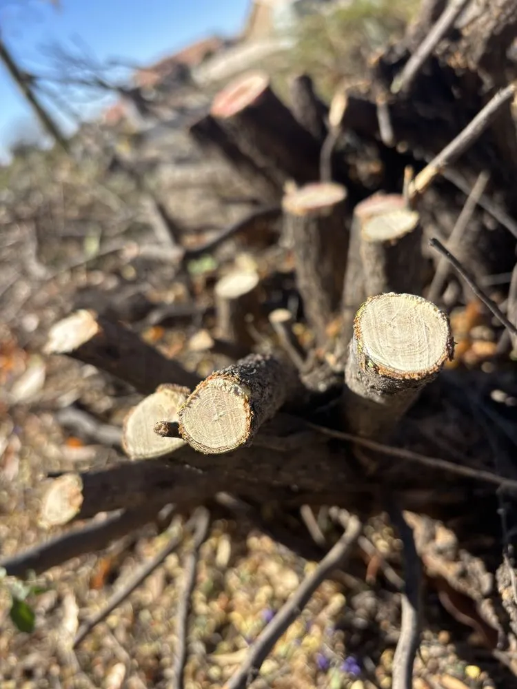 Reliable yard maintenance in Tucson, AZ - Cultiva