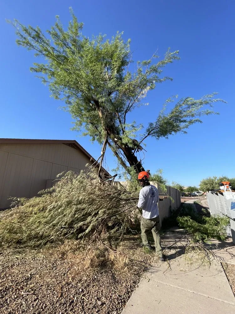 Professional garden landscaping in Tucson, AZ by Cultiva