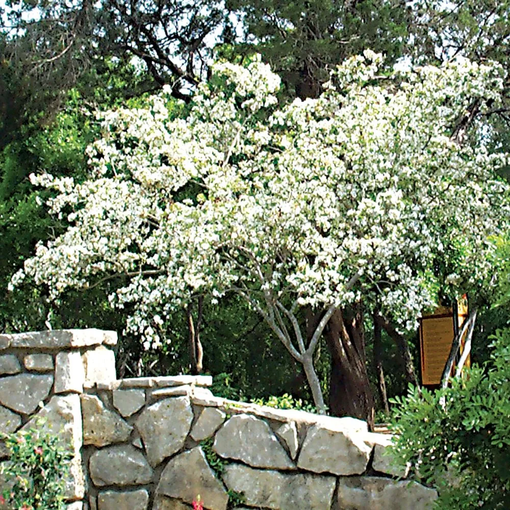 Reliable garden landscaping experts serving Liberty Hill, TX - Culture Scapes ATX