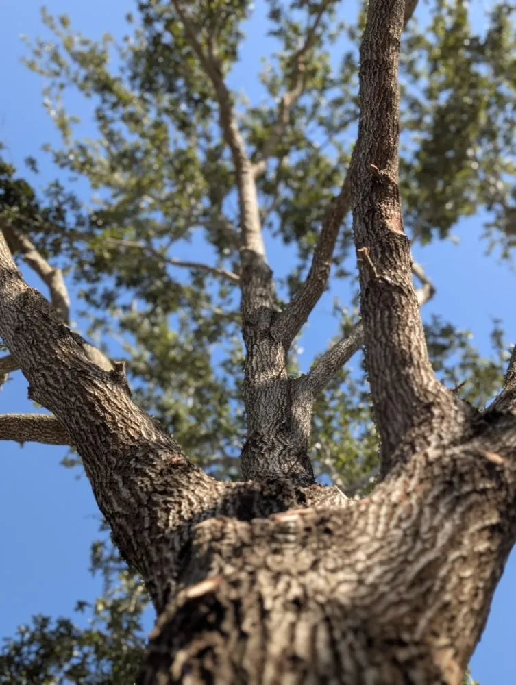Trusted landscape installation in mcallen, TX - Culture Tree Trimming
