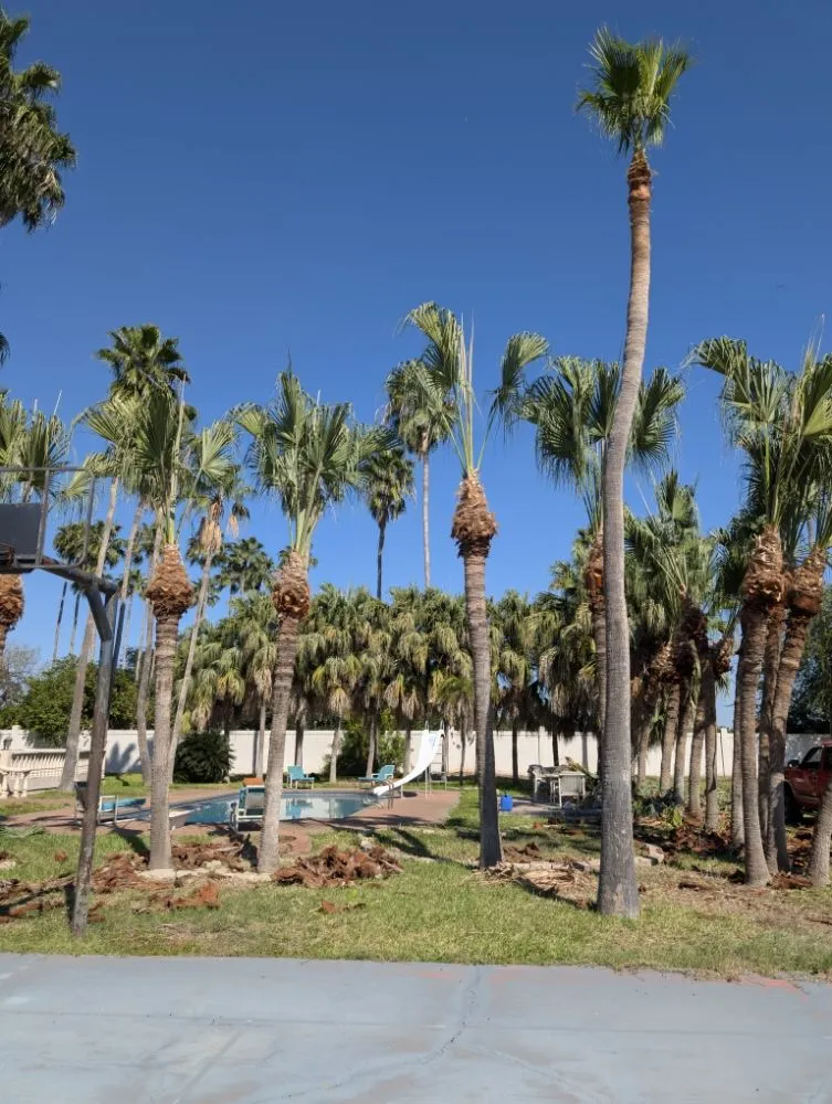 Affordable yard maintenance in mcallen, TX - Culture Tree Trimming