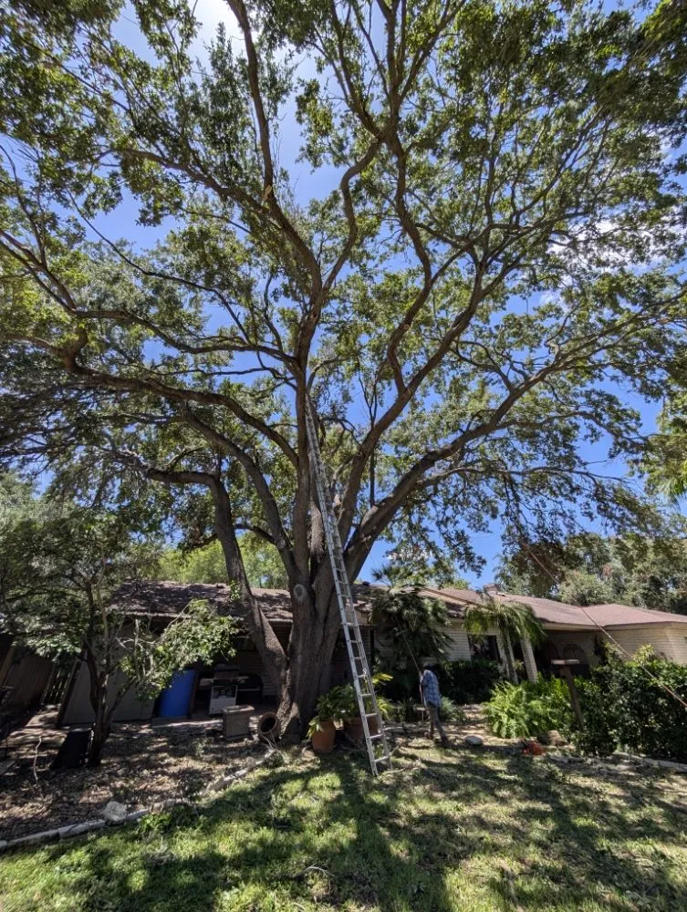 Professional residential landscaping in mcallen, TX - Culture Tree Trimming