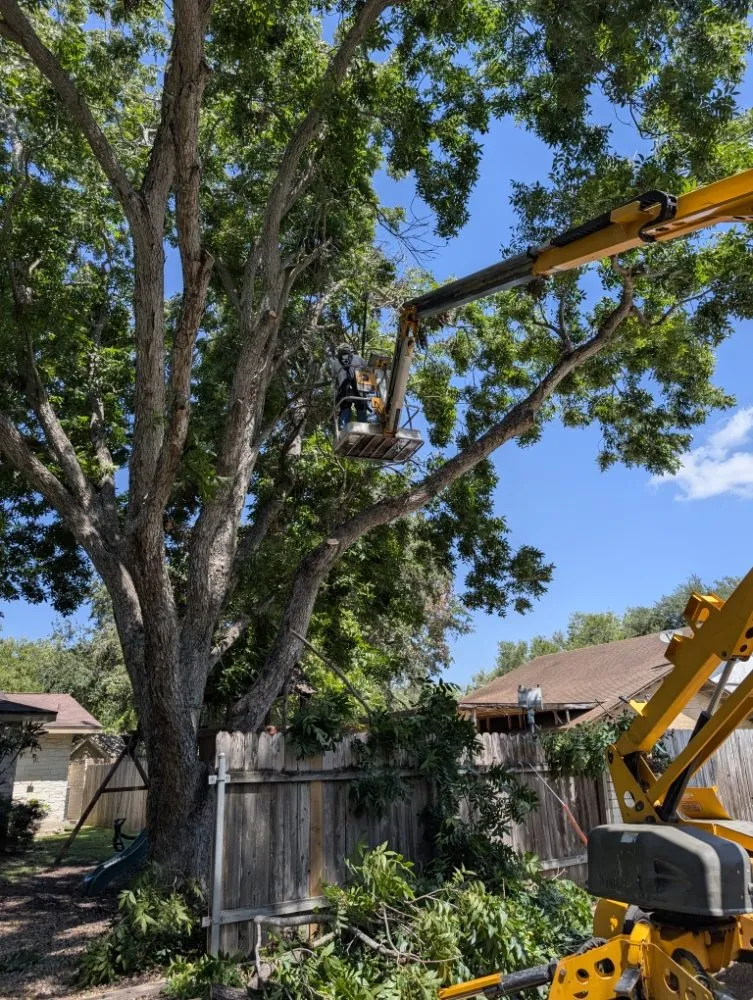 Custom garden landscaping for outdoor upgrades in mcallen, TX by Culture Tree Trimming