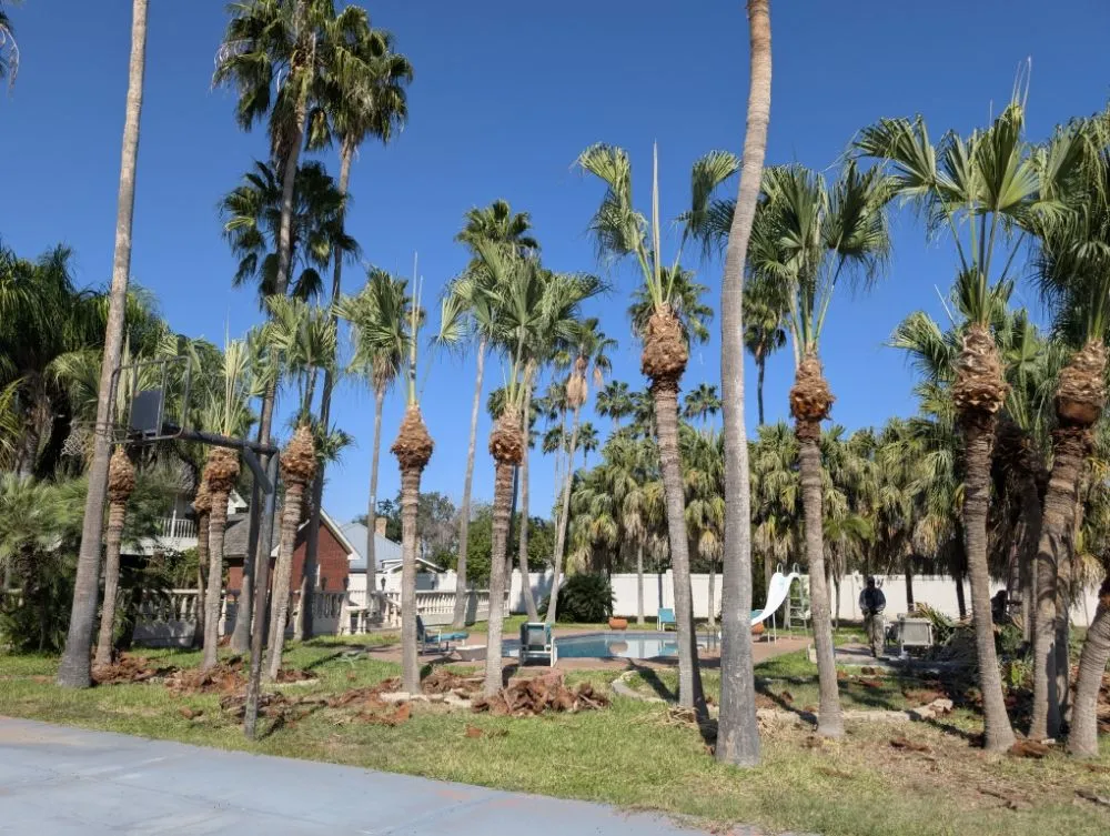 Reliable landscaping services in mcallen, TX by Culture Tree Trimming