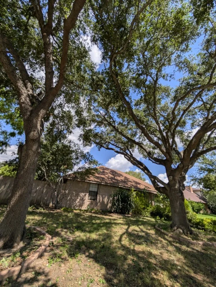 Top-rated residential landscaping in mcallen, TX by Culture Tree Trimming