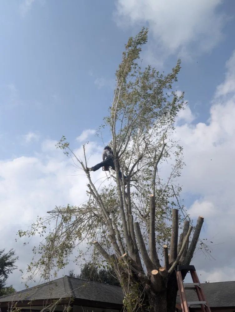 Affordable landscape installation for beautiful yards across mcallen, TX - Culture Tree Trimming