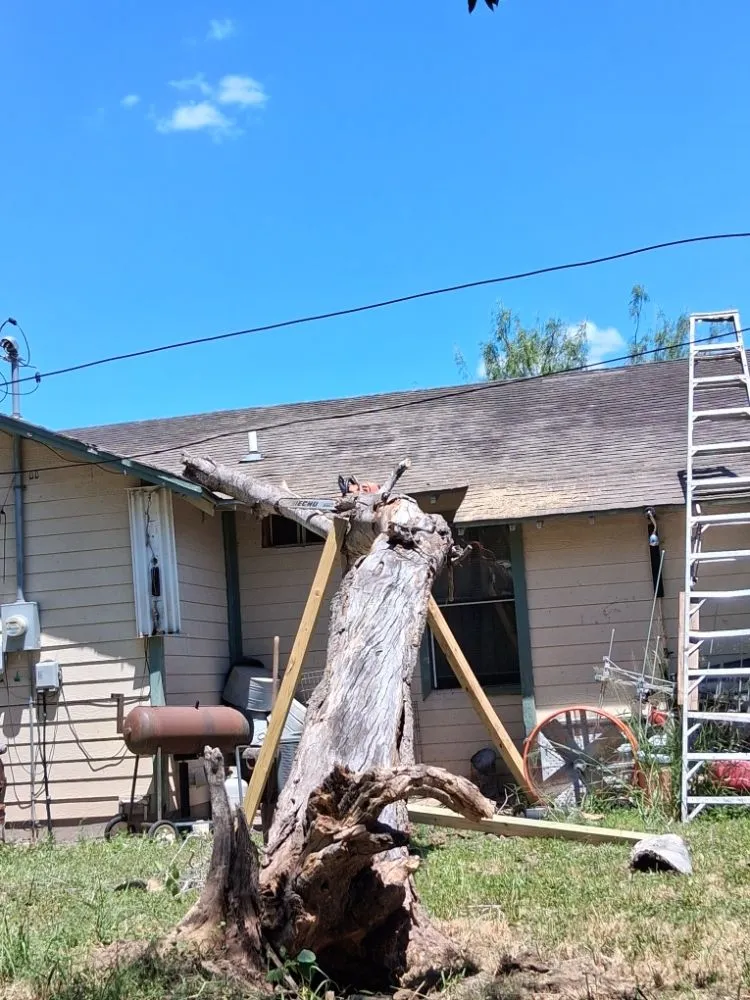 Reliable lawn care service near you in mcallen, TX by Culture Tree Trimming