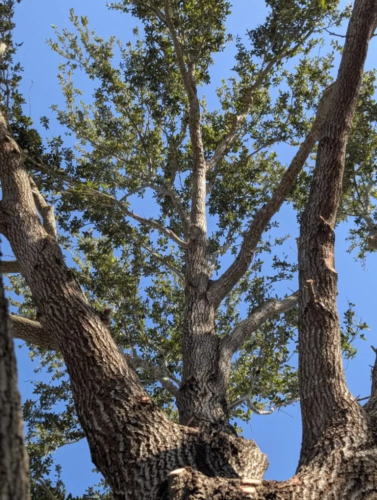 Professional yard cleanup service near you in mcallen, TX by Culture Tree Trimming