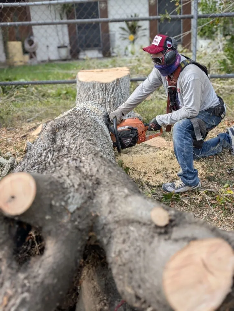 Professional landscape design in mcallen, TX - Culture Tree Trimming