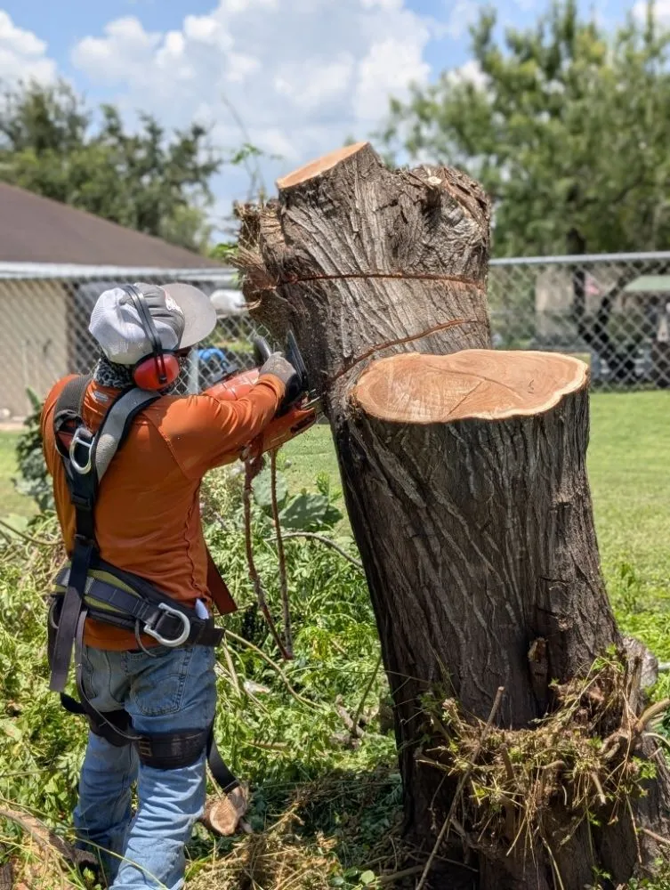 Local landscape installation for outdoor upgrades across mcallen, TX - Culture Tree Trimming