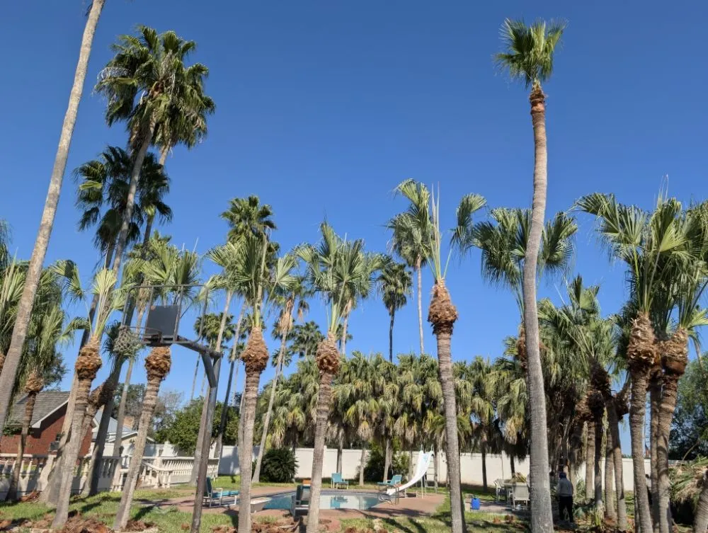 Expert landscape design for outdoor upgrades in mcallen, TX by Culture Tree Trimming