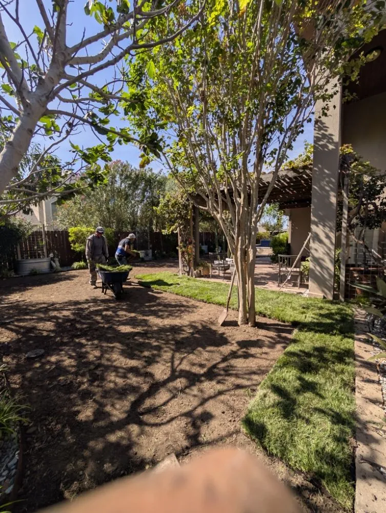 Trusted landscaping services for beautiful yards in mcallen, TX by Culture Tree Trimming