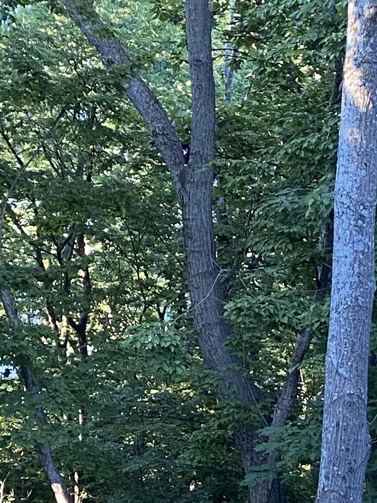 Professional landscaping services in Carlisle, PA - Cumberland Valley Tree Service-Landscaping