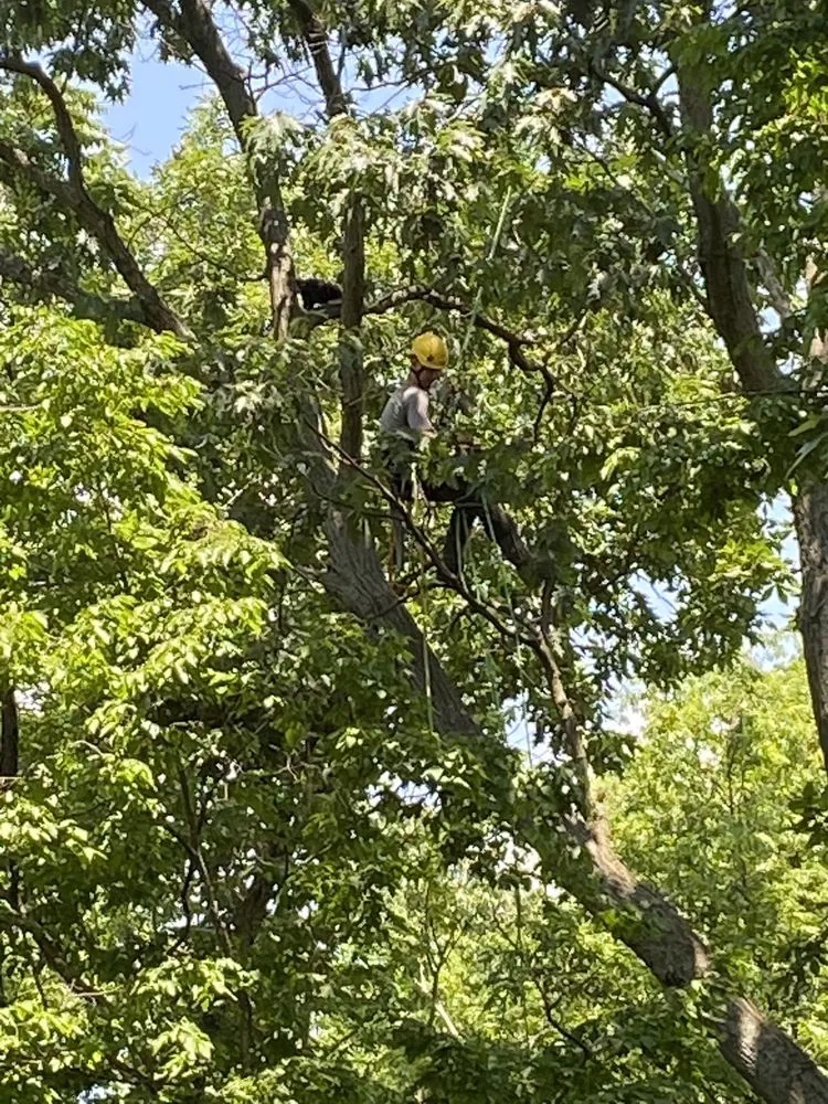 Professional yard cleanup service in Carlisle, PA - Cumberland Valley Tree Service-Landscaping