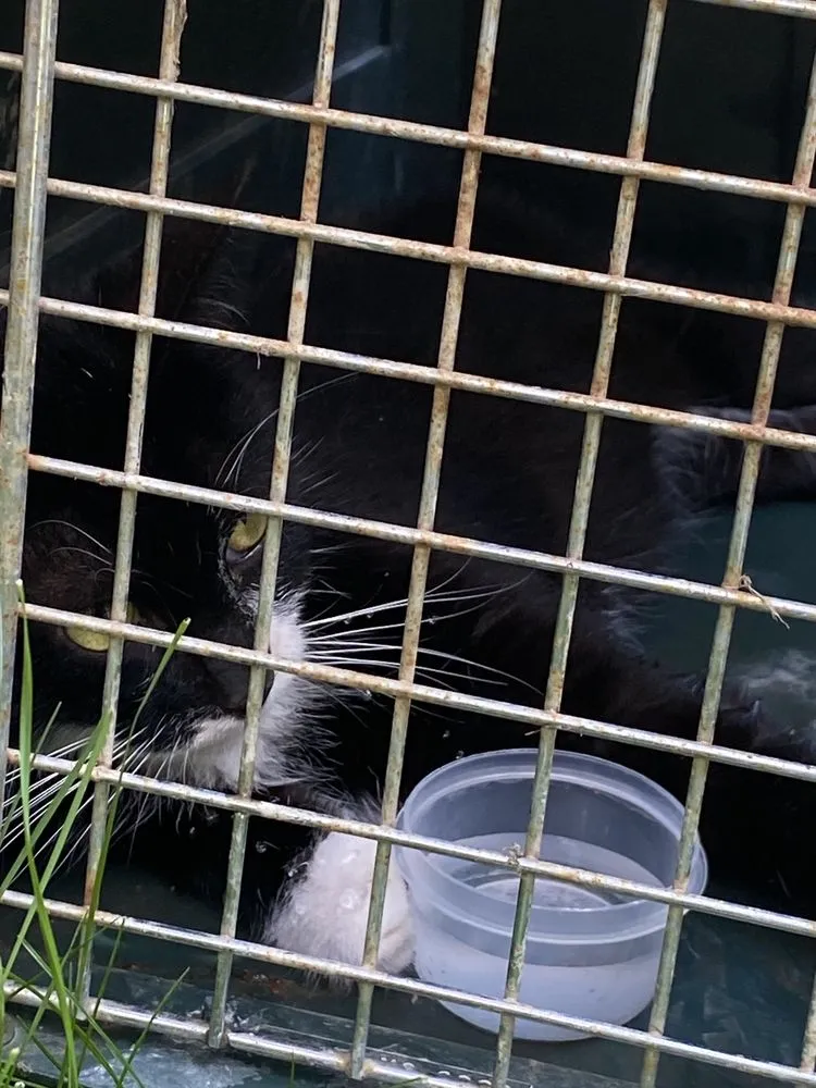 Custom yard cleanup service in Carlisle, PA by Cumberland Valley Tree Service-Landscaping