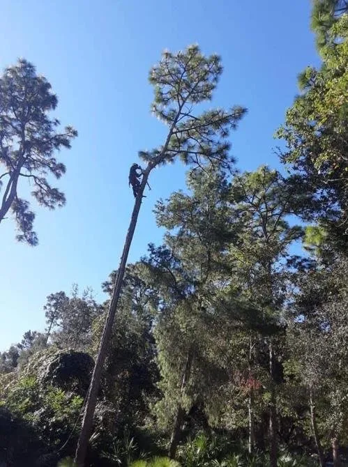 Affordable lawn mowing service near you in Daytona Beach, FL by Cummings Lawn & Tree Solutions