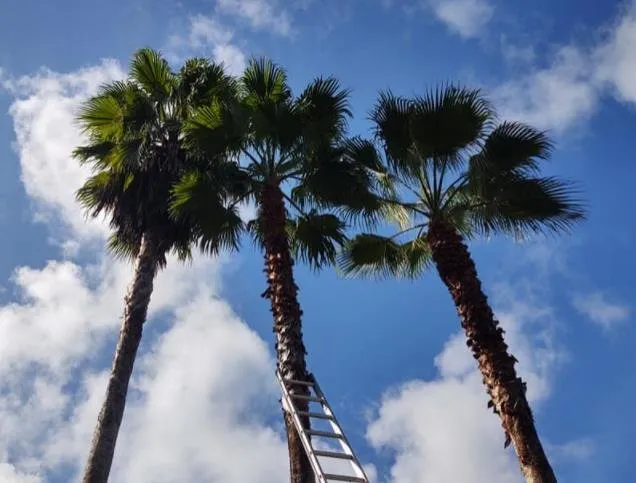 Top-rated garden landscaping for homes across Daytona Beach, FL - Cummings Lawn & Tree Solutions