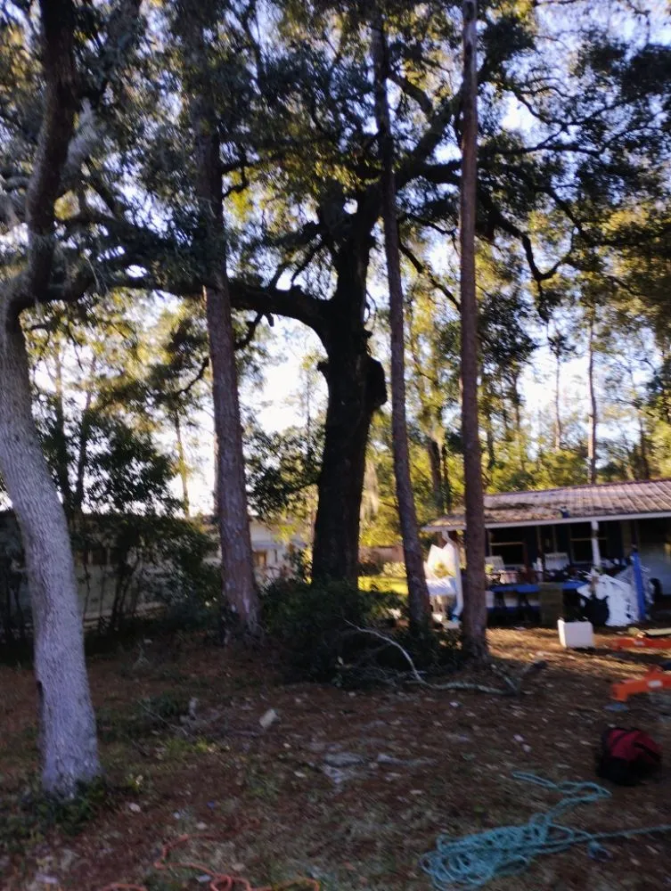 Trusted residential landscaping for homes across Silver Springs, FL - Cunningham Cares