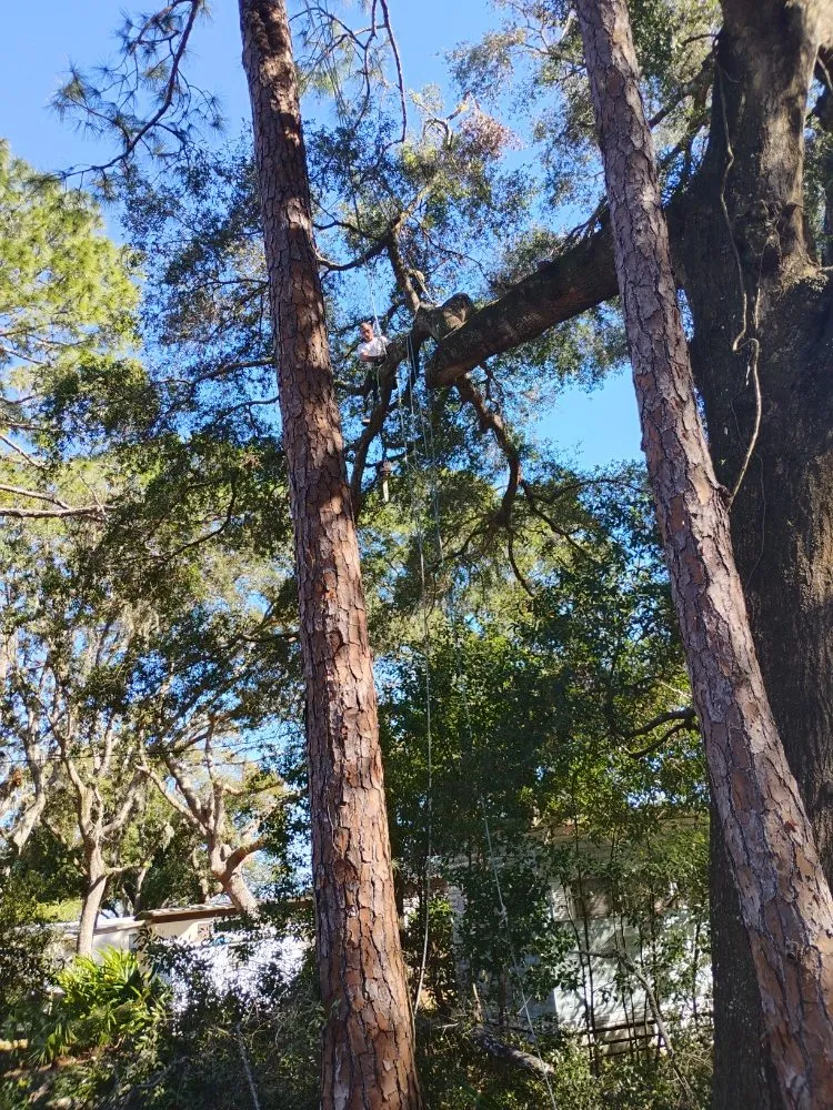 Reliable yard cleanup service for beautiful yards in Silver Springs, FL by Cunningham Cares