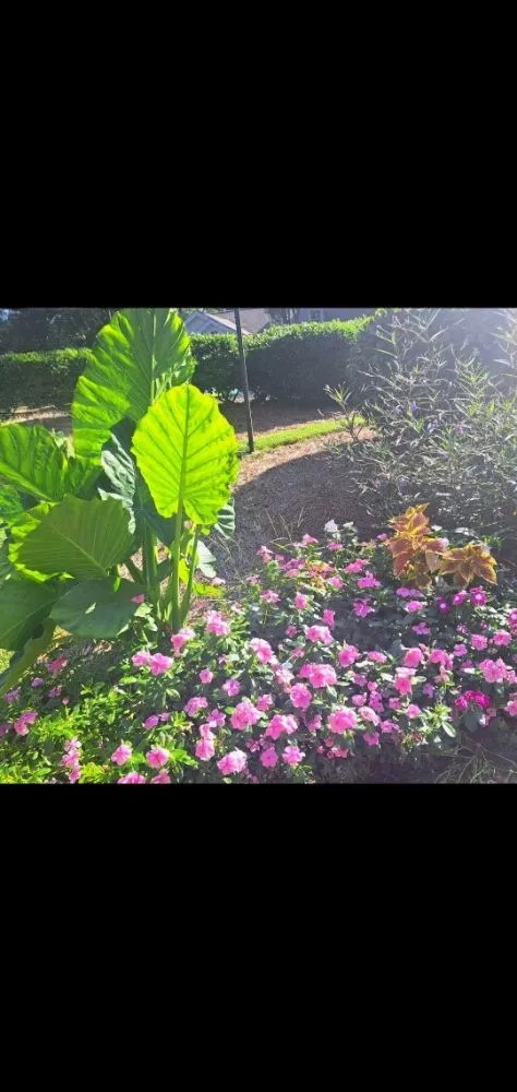 Local outdoor landscaping in Cartersville, GA by Cunningham Yard and Home