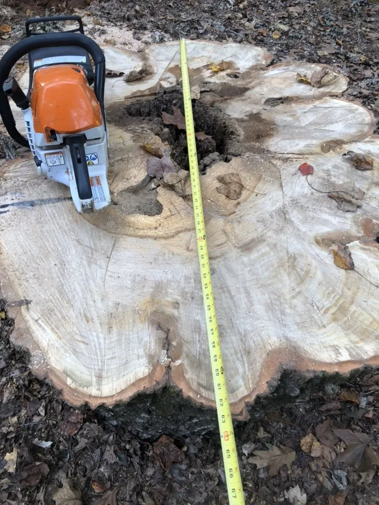 Trusted yard cleanup service for homes in Rochelle, VA by Cunningham's Tree & Landscape