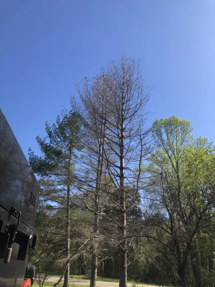 Expert landscape installation near you in Rochelle, VA by Cunningham's Tree & Landscape