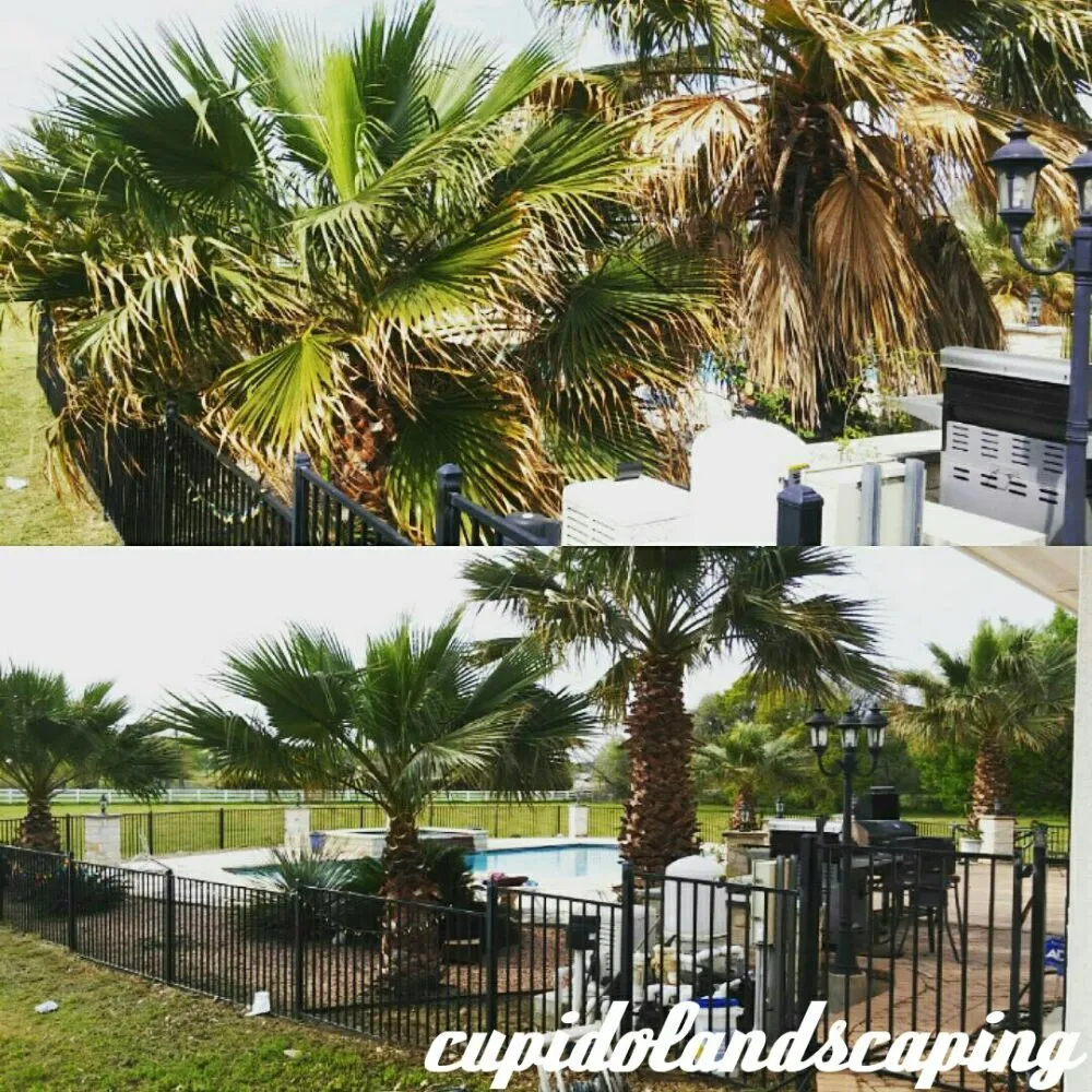 Expert landscaping services for homes in Austin, TX by Cupido Landscaping