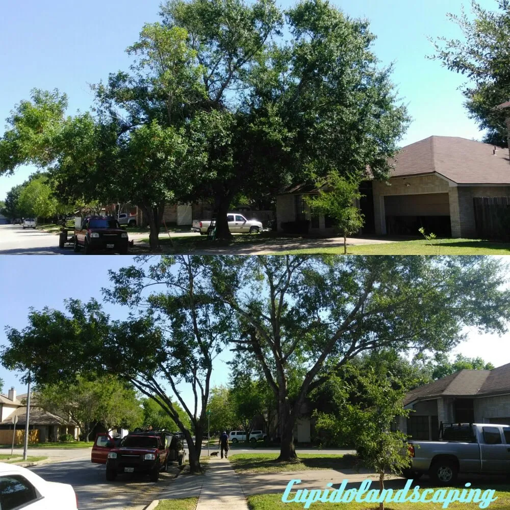 Affordable garden landscaping for outdoor upgrades in Austin, TX by Cupido Landscaping