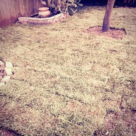 Trusted yard maintenance in Austin, TX - Cupido Landscaping