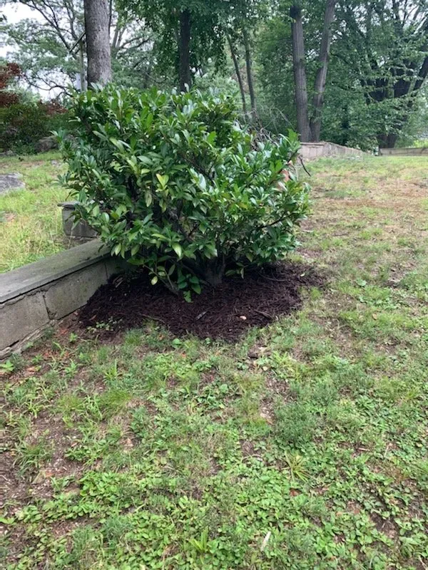 Trusted landscaping services in Arlington, VA - Curatola Landscaping