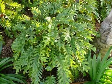 Custom outdoor landscaping for outdoor upgrades in Kenner, LA by Curb A Garden Landscape