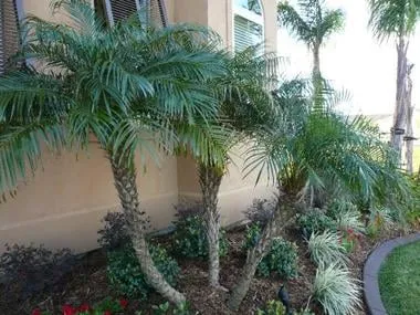 Local landscape design experts serving Kenner, LA - Curb A Garden Landscape