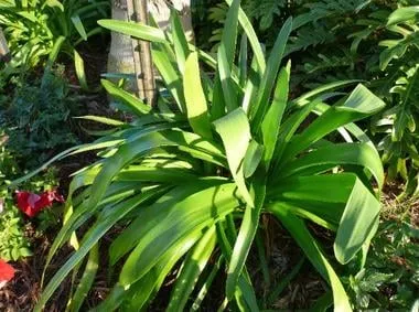 Local outdoor landscaping in Kenner, LA - Curb A Garden Landscape