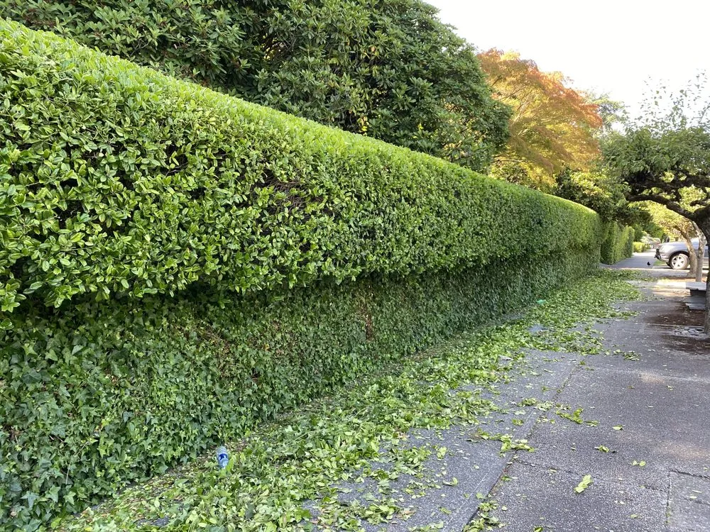 Professional outdoor landscaping in Seattle, WA by Curb Appeal Gardener