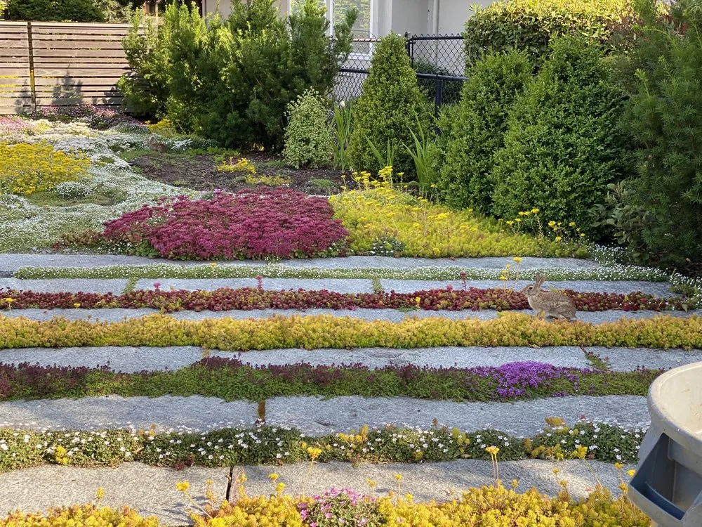 Expert yard maintenance in Seattle, WA - Curb Appeal Gardener