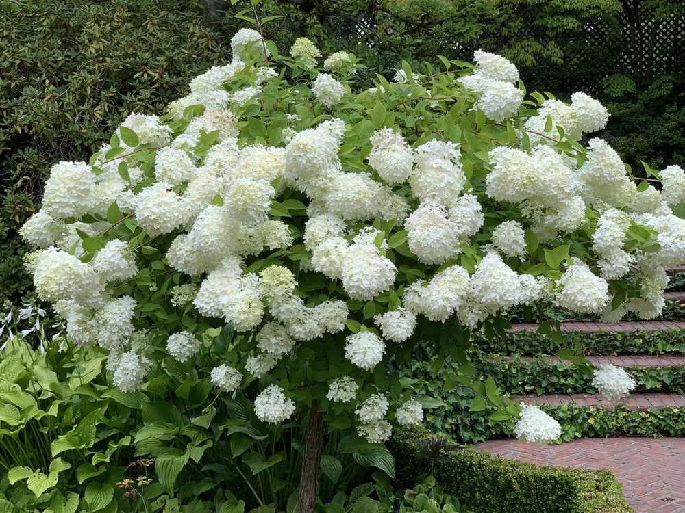 Reliable landscape design in Seattle, WA - Curb Appeal Gardener