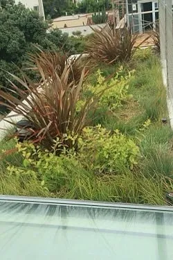 Local yard maintenance experts serving Victorville, CA - Curb Appeal Landscape and Tree Service