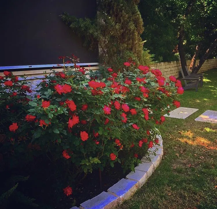 Custom yard cleanup service in Austin, TX by Curb Appeal Landscapes