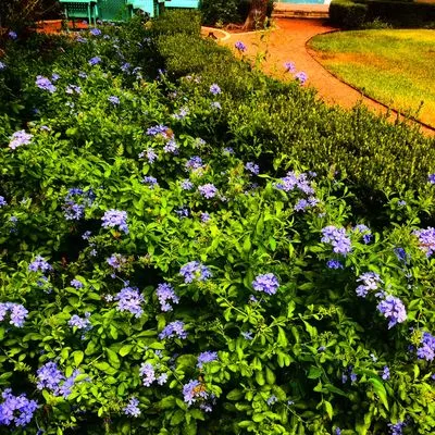 Curb Appeal Landscapes Logo