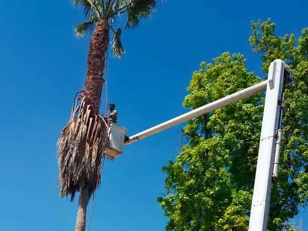 Top-rated lawn mowing service in Los Angeles, CA by Curb Appeal Landscapes