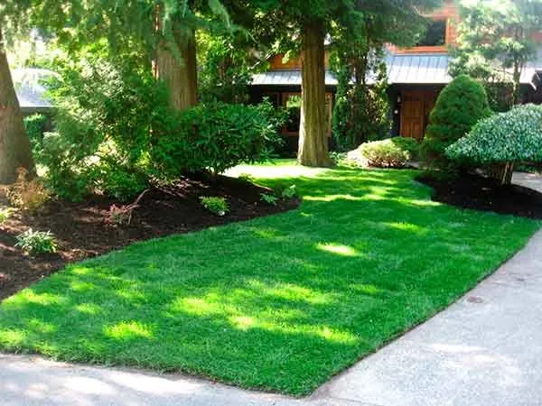 Affordable lawn care service for outdoor upgrades across Los Angeles, CA - Curb Appeal Landscapes