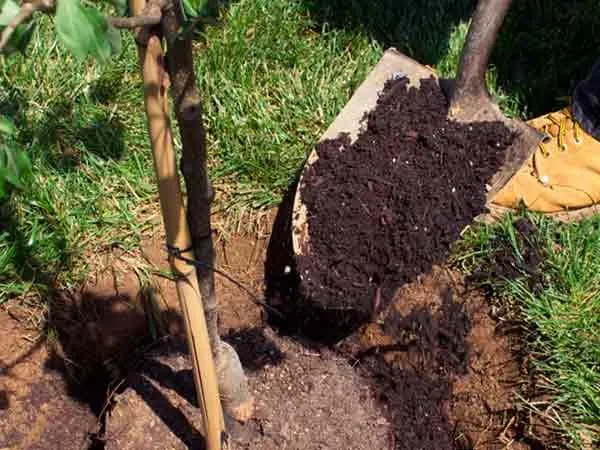 Reliable landscaping services experts serving Los Angeles, CA - Curb Appeal Landscapes