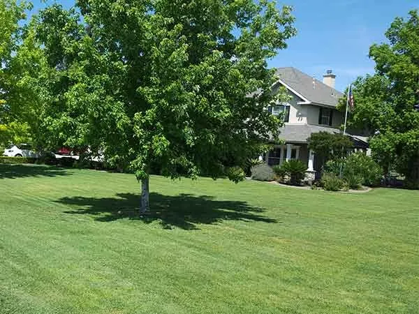 Professional yard cleanup service for beautiful yards in Los Angeles, CA by Curb Appeal Landscapes